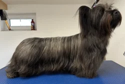 🐶 Štěňata vzácného Skye Terrier s PP - rezervace otevřena