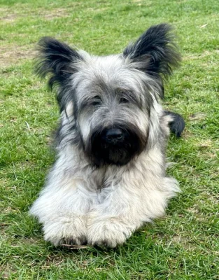 🐶 Štěňata vzácného Skye Terrier s PP - rezervace otevřena
