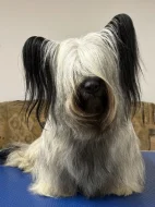 🐶 Štěňata vzácného Skye Terrier s PP - rezervace otevřena