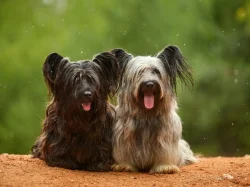 🐶 Štěňata vzácného Skye Terrier s PP - rezervace otevřena
