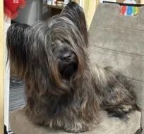 🐶 Štěňata vzácného Skye Terrier s PP - rezervace otevřena