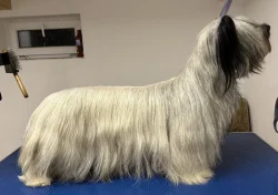 🐶 Štěňata vzácného Skye Terrier s PP - rezervace otevřena