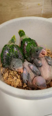 Alexandr velký, malý, kakadu růžový, amazonek