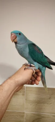 Alexandr velký modrý