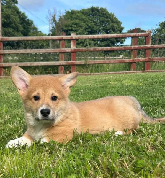 Štěňata velšského pembroke corgiho