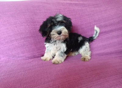 Biewer terier - pejsci bez pp