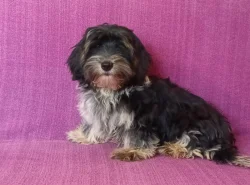 Biewer terier - pejsci bez pp