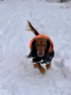 Poptávka : trpasličí jezevčík fenka