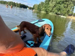 Poptávka : trpasličí jezevčík fenka