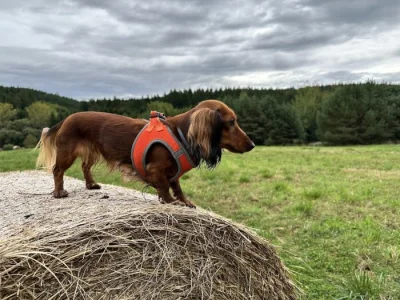 Poptávka : trpasličí jezevčík fenka