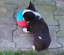 Čivava - miniaturní pejsek