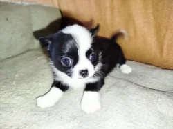 Čivava - miniaturní pejsek