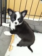 Čivava - miniaturní pejsek