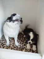 Čivava - miniaturní pejsek