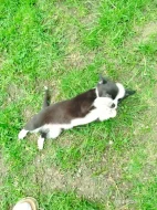 Čivava - miniaturní pejsek