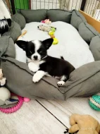 Čivava - miniaturní pejsek