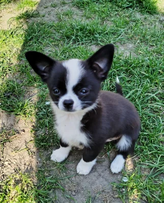 Čivava - miniaturní pejsek