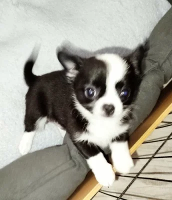 Čivava - miniaturní pejsek