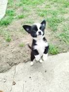 Čivava - miniaturní pejsek