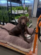 Prodáme štěňata labradorského retrívra