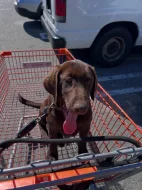 Prodáme štěňata labradorského retrívra