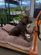 Prodáme štěňata labradorského retrívra