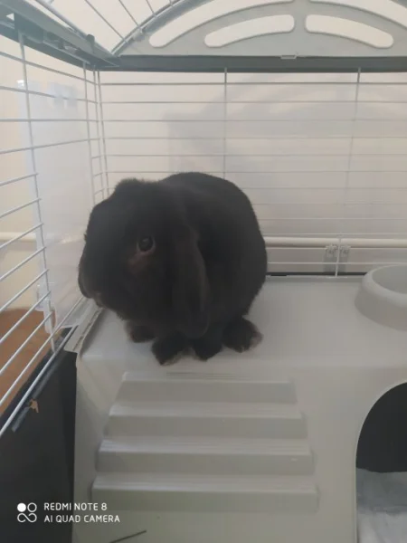 Králík beránek samec