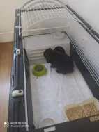 Králík beránek samec