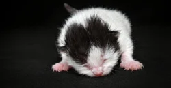 🐾✨ Nová britská koťátka z chovatelské stanice Perluso ✨🐾