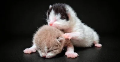 🐾✨ Nová britská koťátka z chovatelské stanice Perluso ✨🐾