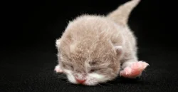 🐾✨ Nová britská koťátka z chovatelské stanice Perluso ✨🐾