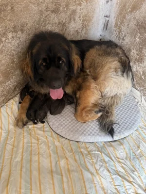 Zadám štěňata leonbergerů