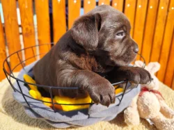 Nabídka štěnat labradorského retrívera