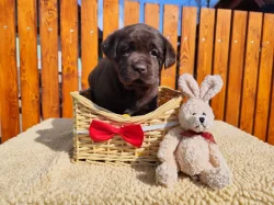 Nabídka štěnat labradorského retrívera