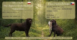 Nabídka štěnat labradorského retrívera