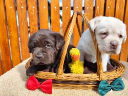 Nabídka štěnat labradorského retrívera