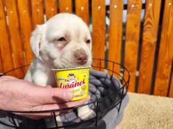 Nabídka štěnat labradorského retrívera