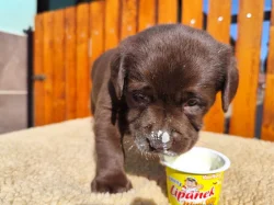 Nabídka štěnat labradorského retrívera