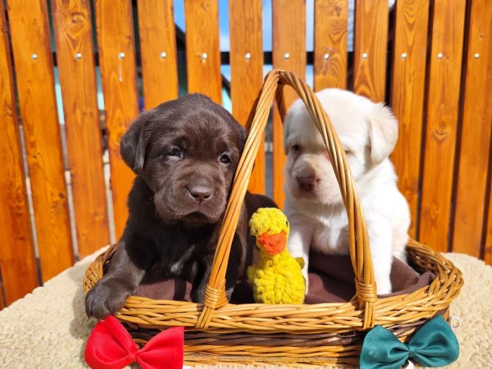 Nabídka štěnat labradorského retrívera