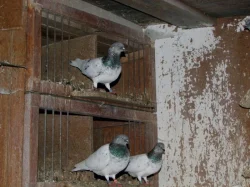 budapeštské vysokoletce