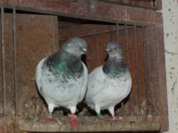 budapeštské vysokoletce