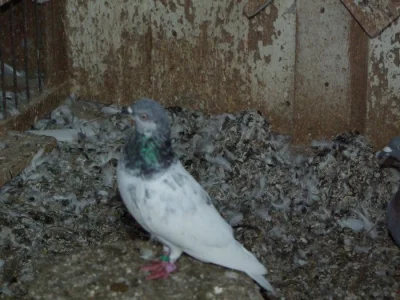 budapeštské vysokoletce