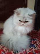 Perská činčila - koťátka