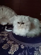 Perská činčila - koťátka