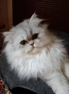 Perská činčila - koťátka