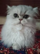 Perská činčila - koťátka