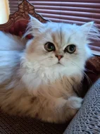 Perská činčila - koťátka