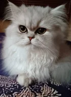 Perská činčila - koťátka