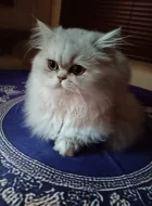 Perská činčila - koťátka