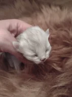 Perská činčila - koťátka